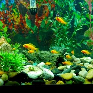 Meet your Posher, Faith